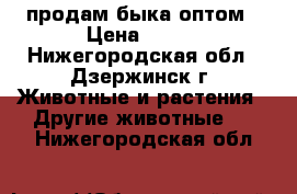 продам быка оптом › Цена ­ 270 - Нижегородская обл., Дзержинск г. Животные и растения » Другие животные   . Нижегородская обл.